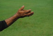 El césped de los Hermanos Ghersi entre algodones (+Fotos)