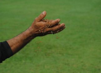 El césped de los Hermanos Ghersi entre algodones (+Fotos)