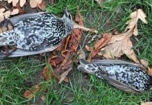 Denuncian la muerte de centenares de pájaros por pruebas de 5G