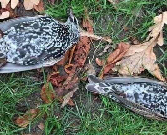 Denuncian la muerte de centenares de pájaros por pruebas de 5G